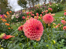 Load image into Gallery viewer, Robin Hood Dahlia Tuber - RBNH
