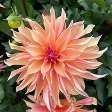 Load image into Gallery viewer, Labyrinth Dahlia Tuber - LAB