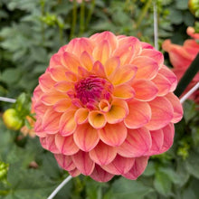 Load image into Gallery viewer, Robin Hood Dahlia Tuber - RBNH