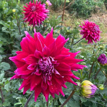 Load image into Gallery viewer, AC Dark Horse Dahlia Tuber - ACDH