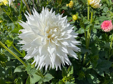 Load image into Gallery viewer, Clearview Edie Dahlia Tuber - CLVE