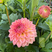 Load image into Gallery viewer, Lark's Ebbe Dahila Tuber - LKEB