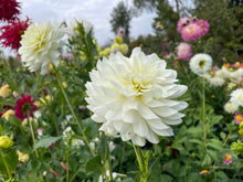 Load image into Gallery viewer, Van Isle Cirrus Dahlia Tuber - VICIRS