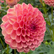 Load image into Gallery viewer, Robin Hood Dahlia Tuber - RBNH