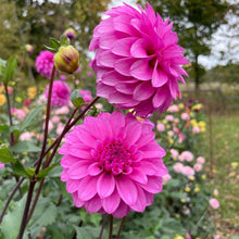 Load image into Gallery viewer, GG's Alessandro Dahlia Tuber - GGAL