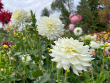 Load image into Gallery viewer, Van Isle Cirrus Dahlia Tuber - VICIRS (LIMIT 1)
