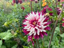 Load image into Gallery viewer, Rebecca’s World Dahlia Tuber -REBW