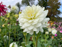 Load image into Gallery viewer, Van Isle Cirrus Dahlia Tuber - VICIRS