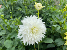 Load image into Gallery viewer, KA Khaleesi Dahlia Tuber - KAKL