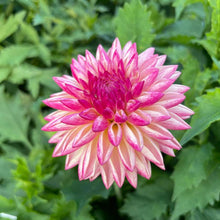 Load image into Gallery viewer, Valley Porcupine Dahlia Tuber - VLPO