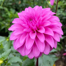 Load image into Gallery viewer, GG's Alessandro Dahlia Tuber - GGAL