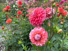 Load image into Gallery viewer, Apple Blossom (Double) Dahlia Tuber - APBD