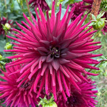 Load image into Gallery viewer, Nuit D’Ete Dahlia Tuber - NUIT