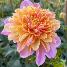 Load image into Gallery viewer, Lifestyle Dahlia Tuber - LSL