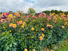 Load image into Gallery viewer, Lifestyle Dahlia Tuber - LSL
