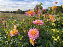 Load image into Gallery viewer, Lifestyle Dahlia Tuber - LSL