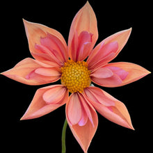 Load image into Gallery viewer, Venus Dahlia Tuber - VEN