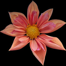 Load image into Gallery viewer, Venus Dahlia Tuber - VEN