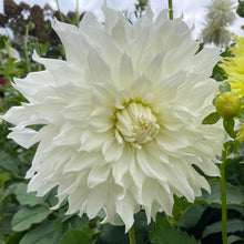 Load image into Gallery viewer, KA Khaleesi Dahlia Tuber - KAKL