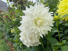 Load image into Gallery viewer, KA Khaleesi Dahlia Tuber - KAKL