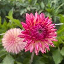 Load image into Gallery viewer, Valley Porcupine Dahlia Tuber - VLPO