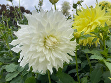 Load image into Gallery viewer, KA Khaleesi Dahlia Tuber - KAKL