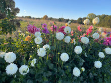 Load image into Gallery viewer, Bowser Cloud Dahlia Tuber - BWCL