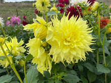 Load image into Gallery viewer, Wyn's Neon Dream Dahlia Tuber - WND