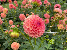 Load image into Gallery viewer, Robin Hood Dahlia Tuber - RBNH