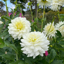 Load image into Gallery viewer, Van Isle Cirrus Dahlia Tuber - VICIRS