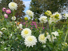 Load image into Gallery viewer, Van Isle Cirrus Dahlia Tuber - VICIRS (LIMIT 1)