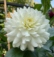 Load image into Gallery viewer, Van Isle Cirrus Dahlia Tuber - VICIRS