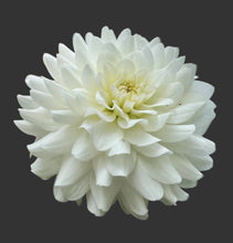 Load image into Gallery viewer, Van Isle Cirrus Dahlia Tuber - VICIRS (LIMIT 1)