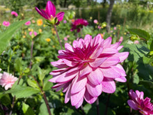 Load image into Gallery viewer, Lauren Michelle Dahlia Tuber - LRNM