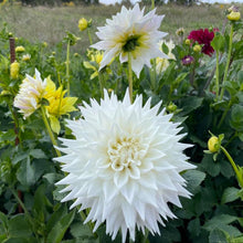Load image into Gallery viewer, Clearview Edie Dahlia Tuber - CLVE