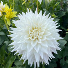 Load image into Gallery viewer, Clearview Edie Dahlia Tuber - CLVE