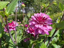 Load image into Gallery viewer, Lauren Michelle Dahlia Tuber - LRNM