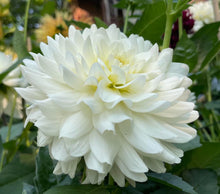 Load image into Gallery viewer, Van Isle Cirrus Dahlia Tuber - VICIRS (LIMIT 1)