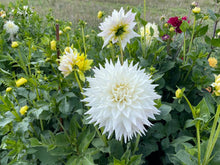Load image into Gallery viewer, Clearview Edie Dahlia Tuber - CLVE