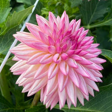 Load image into Gallery viewer, Valley Porcupine Dahlia Tuber - VLPO