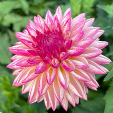 Load image into Gallery viewer, Valley Porcupine Dahlia Tuber - VLPO