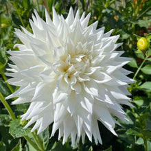 Load image into Gallery viewer, Clearview Edie Dahlia Tuber - CLVE