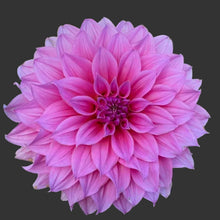 Load image into Gallery viewer, Arthur Hambley Dahlia Tuber - AH