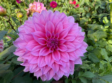 Load image into Gallery viewer, Arthur Hambley Dahlia Tuber - AH