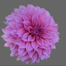 Load image into Gallery viewer, Arthur Hambley Dahlia Tuber - AH