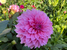 Load image into Gallery viewer, Arthur Hambley Dahlia Tuber - AH