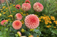 Load image into Gallery viewer, Rose Toscano Dahlia Tuber - ROST