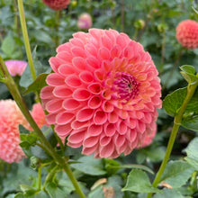 Load image into Gallery viewer, Jowey Nicky Dahlia Tuber - JWYN