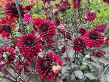 Load image into Gallery viewer, Karma Choc Dahlia Tuber - KRM