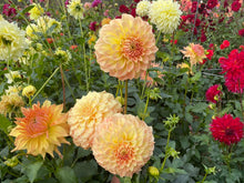 Load image into Gallery viewer, Bracken Sarah Dahlia Tuber - BRKSR